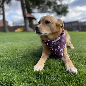 Dog Bandana