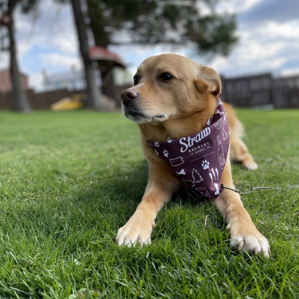 Dog Bandana